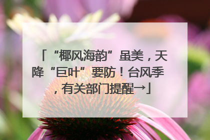 “椰风海韵”虽美，天降“巨叶”要防！台风季，有关部门提醒→