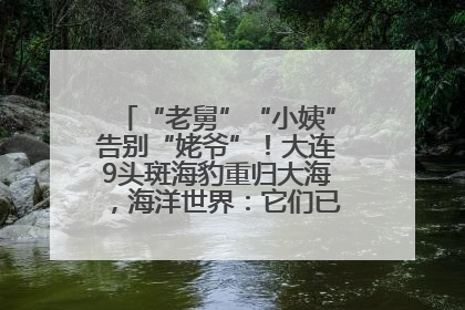 “老舅”“小姨”告别“姥爷”！大连9头斑海豹重归大海，海洋世界：它们已具备野外生存能力