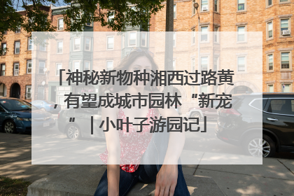 神秘新物种湘西过路黄，有望成城市园林“新宠” | 小叶子游园记