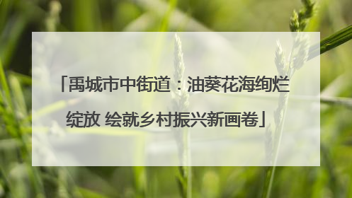 禹城市中街道：油葵花海绚烂绽放 绘就乡村振兴新画卷