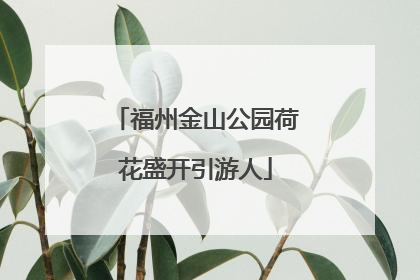 福州金山公园荷花盛开引游人