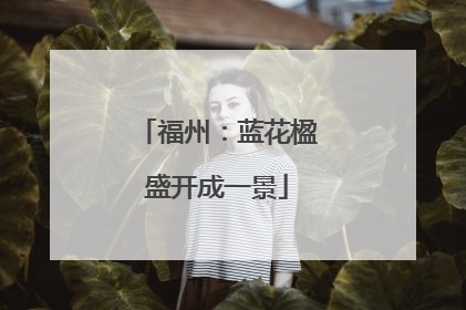 福州：蓝花楹盛开成一景