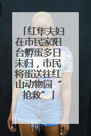 红隼夫妇在市民家阳台孵蛋多日未归，市民将蛋送往红山动物园“抢救”