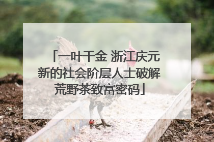一叶千金 浙江庆元新的社会阶层人士破解荒野茶致富密码