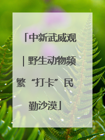 中新武威观｜野生动物频繁“打卡”民勤沙漠