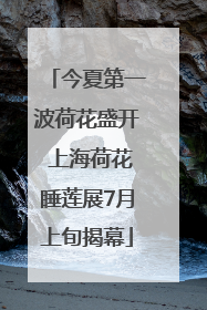 今夏第一波荷花盛开 上海荷花睡莲展7月上旬揭幕