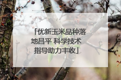 优新玉米品种落地昌平 科学技术指导助力丰收