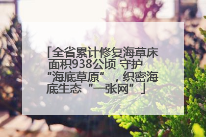 全省累计修复海草床面积938公顷 守护“海底草原”，织密海底生态“一张网”