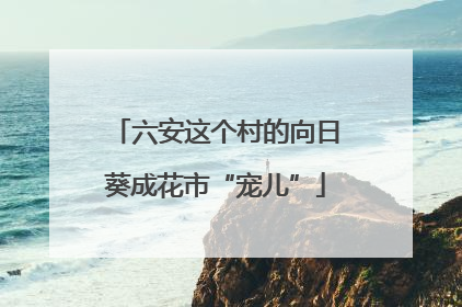 六安这个村的向日葵成花市“宠儿”