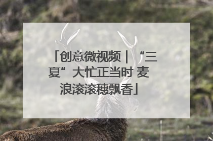 创意微视频｜“三夏”大忙正当时 麦浪滚滚穗飘香