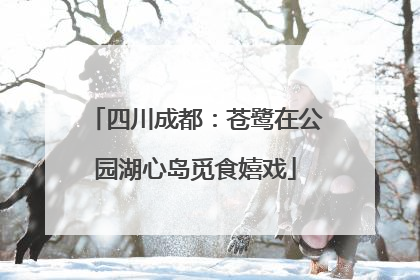 四川成都：苍鹭在公园湖心岛觅食嬉戏