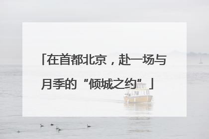 在首都北京，赴一场与月季的“倾城之约”