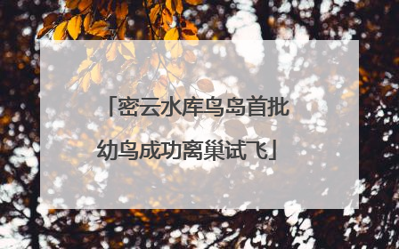 密云水库鸟岛首批幼鸟成功离巢试飞