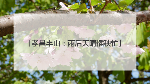 孝昌丰山：雨后天晴插秧忙
