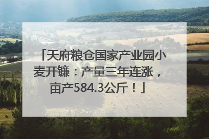 天府粮仓国家产业园小麦开镰：产量三年连涨，亩产584.3公斤！