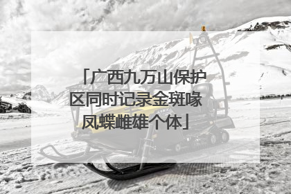 广西九万山保护区同时记录金斑喙凤蝶雌雄个体