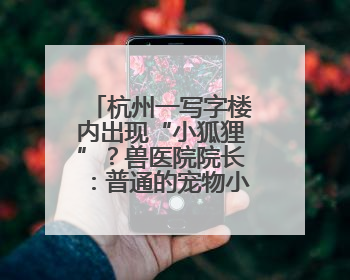 杭州一写字楼内出现“小狐狸”？兽医院院长：普通的宠物小狗，像狐狸犬