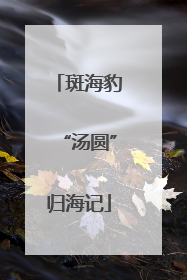 斑海豹“汤圆”归海记