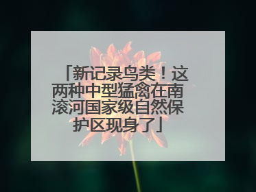 新记录鸟类！这两种中型猛禽在南滚河国家级自然保护区现身了