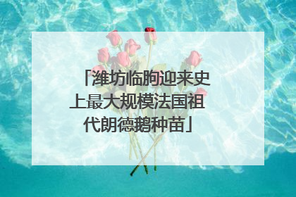 潍坊临朐迎来史上最大规模法国祖代朗德鹅种苗