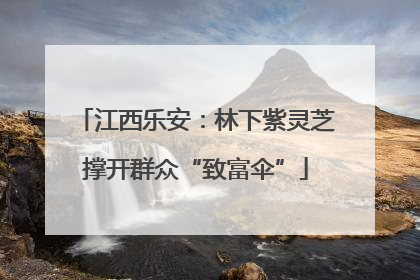 江西乐安：林下紫灵芝撑开群众“致富伞”