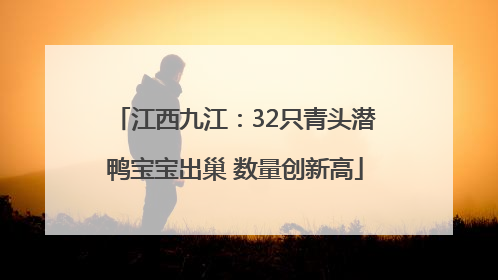 江西九江：32只青头潜鸭宝宝出巢 数量创新高