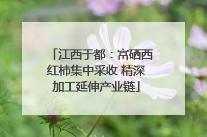 江西于都：富硒西红柿集中采收 精深加工延伸产业链