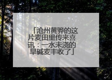 沧州黄骅的这片麦田里传来喜讯：一水未浇的旱碱麦丰收了