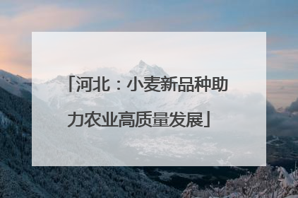 河北：小麦新品种助力农业高质量发展