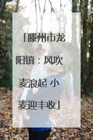 滕州市龙阳镇：风吹麦浪起 小麦迎丰收