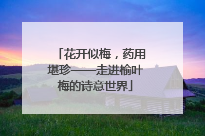 花开似梅，药用堪珍——走进榆叶梅的诗意世界