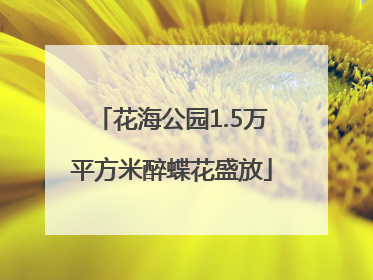 花海公园1.5万平方米醉蝶花盛放