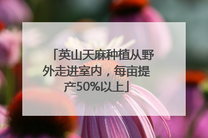 英山天麻种植从野外走进室内，每亩提产50%以上