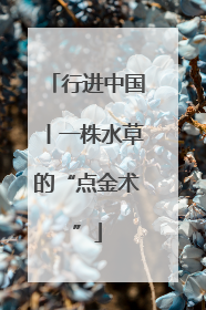 行进中国丨一株水草的“点金术”