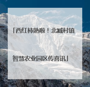 西红柿熟啦！北臧村镇智慧农业园区传喜讯