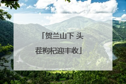 贺兰山下 头茬枸杞迎丰收