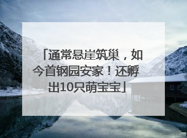 通常悬崖筑巢，如今首钢园安家！还孵出10只萌宝宝