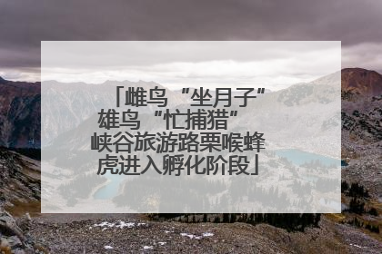 雌鸟“坐月子”雄鸟“忙捕猎” 峡谷旅游路栗喉蜂虎进入孵化阶段