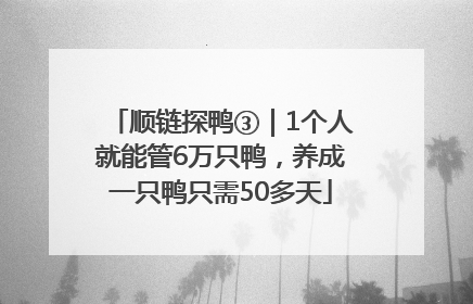 顺链探鸭③｜1个人就能管6万只鸭，养成一只鸭只需50多天