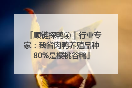 顺链探鸭④｜行业专家：我省肉鸭养殖品种80%是樱桃谷鸭