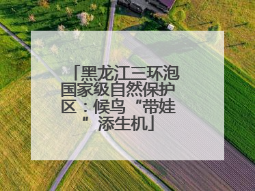 黑龙江三环泡国家级自然保护区：候鸟“带娃”添生机