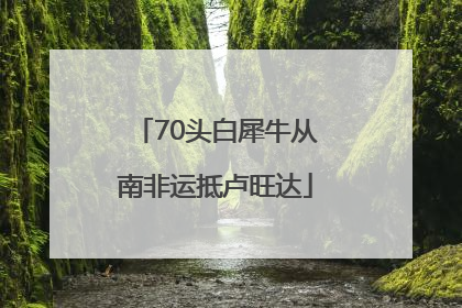 70头白犀牛从南非运抵卢旺达