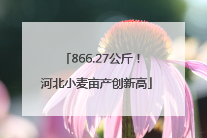 866.27公斤！河北小麦亩产创新高